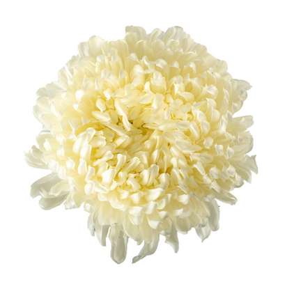 Football White - 10 stem bunch