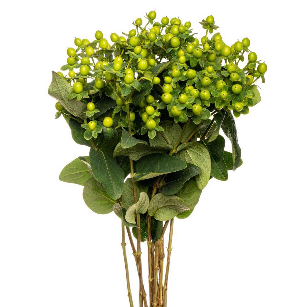 Hypericum Green - 10 stem bunch