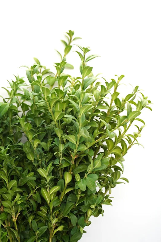 Green Boxwood - 10 stem bunch