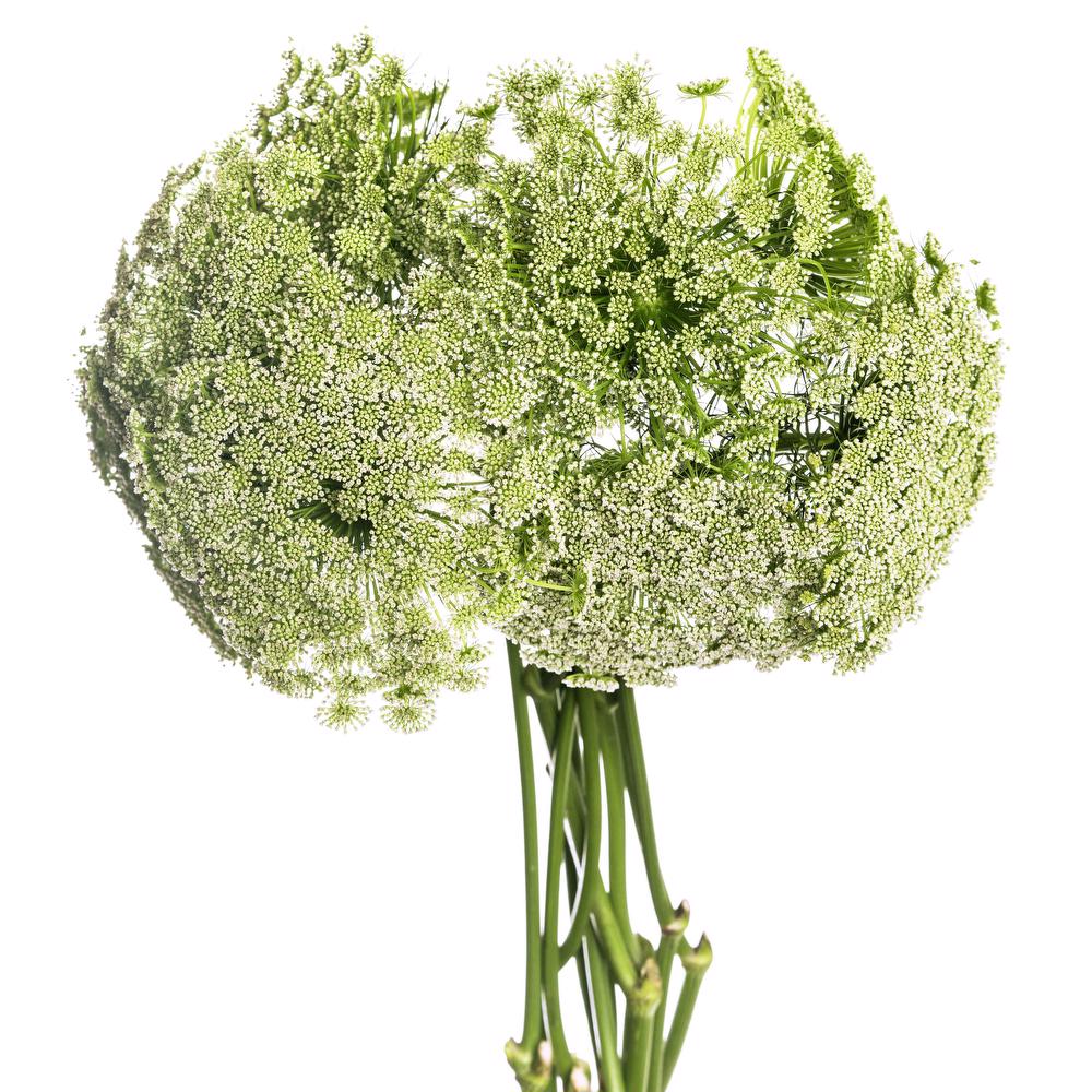 Green Mist - 10 stem bunch