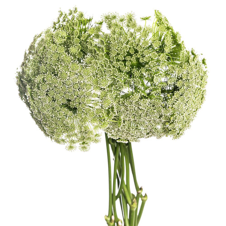 Green Mist - 10 stem bunch