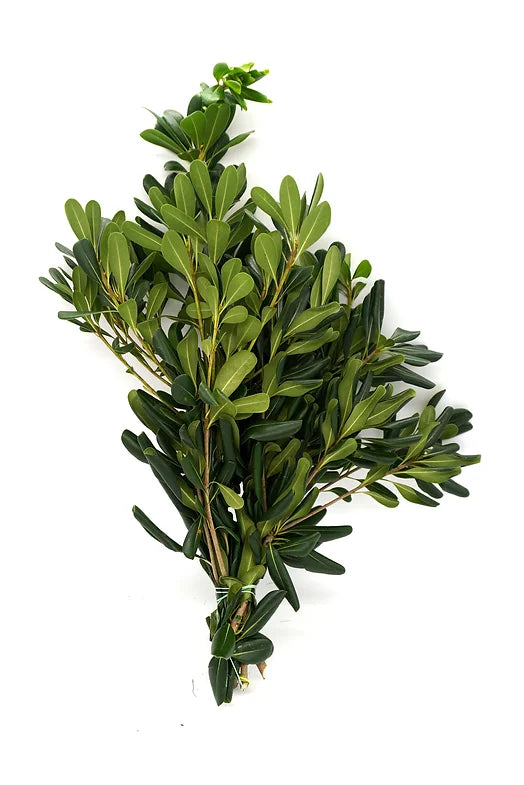 Pittosporum Green - 10 stem bunch