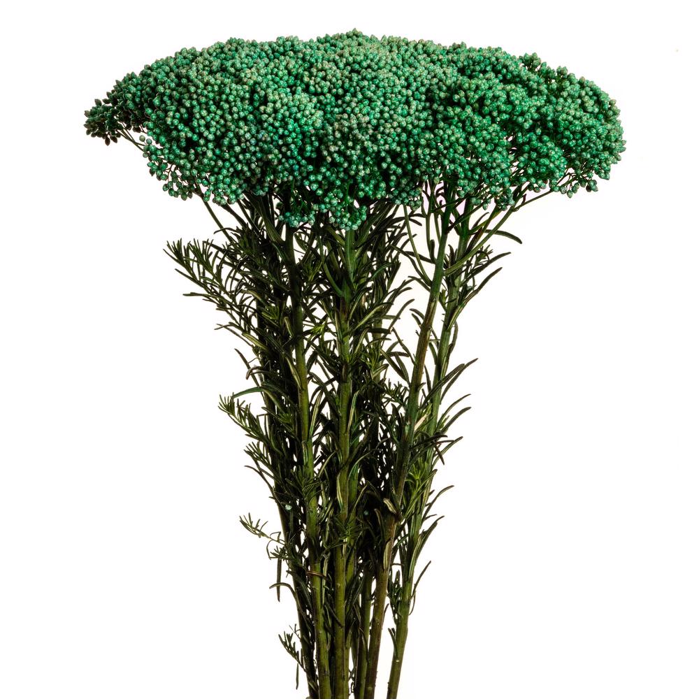 Rice Flower Green - 10 stem bunch