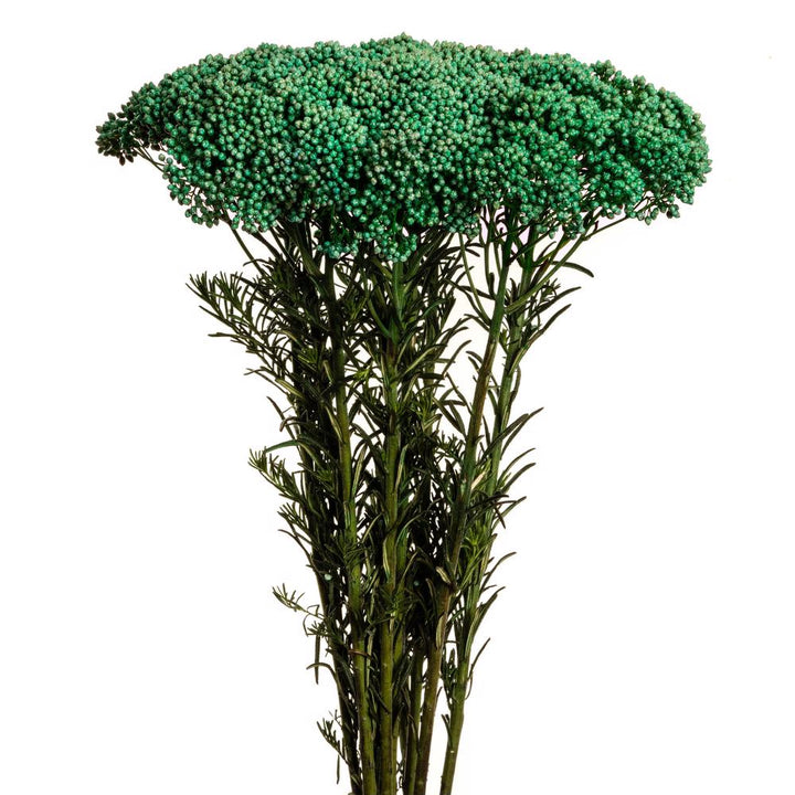 Rice Flower Green - 10 stem bunch