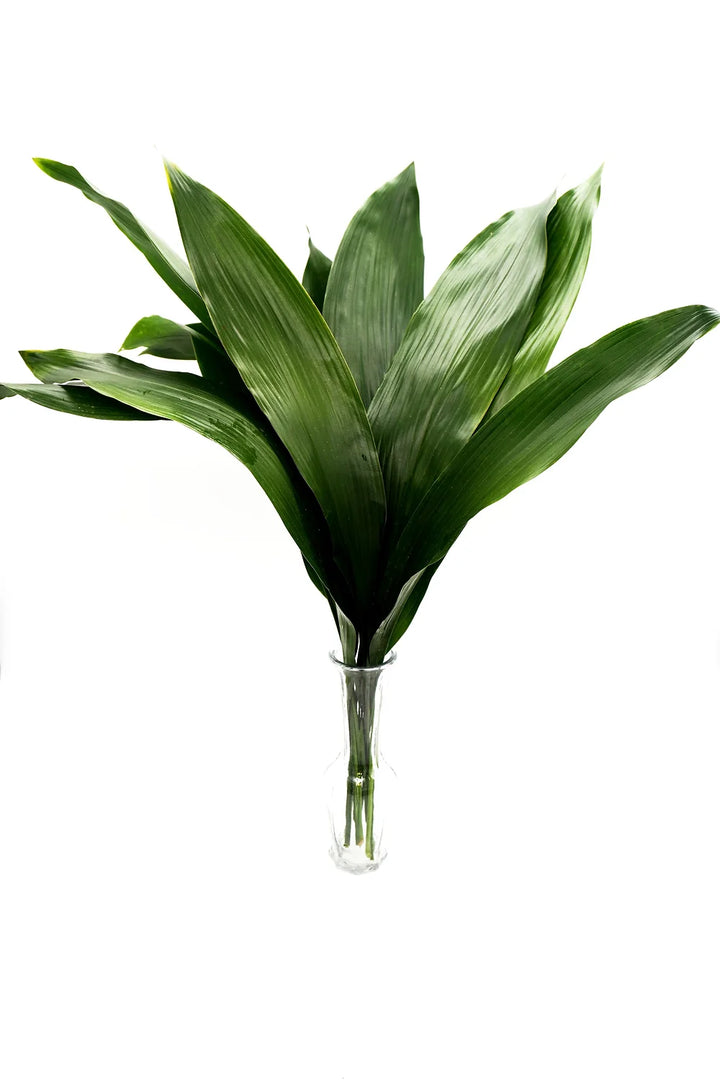Green Aspidistra - 10 stem bunch
