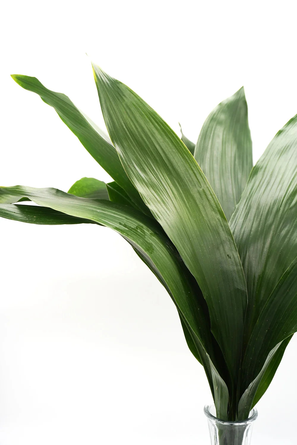 Green Aspidistra - 10 stem bunch