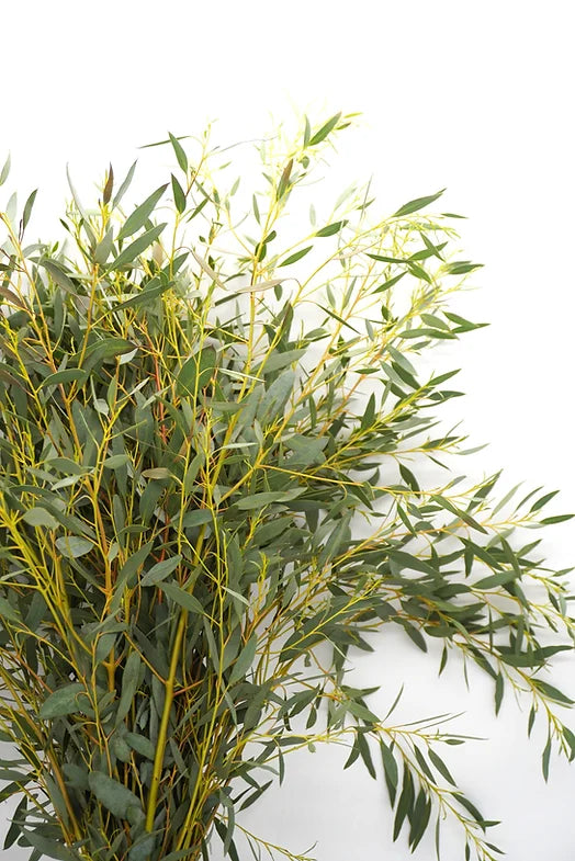 Parvofolia Eucalyptus - 10 stem bunch