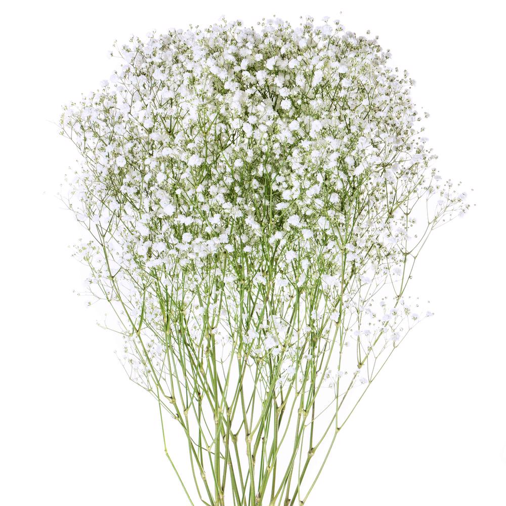 Gyp Big Bloom - 10 stem bunch