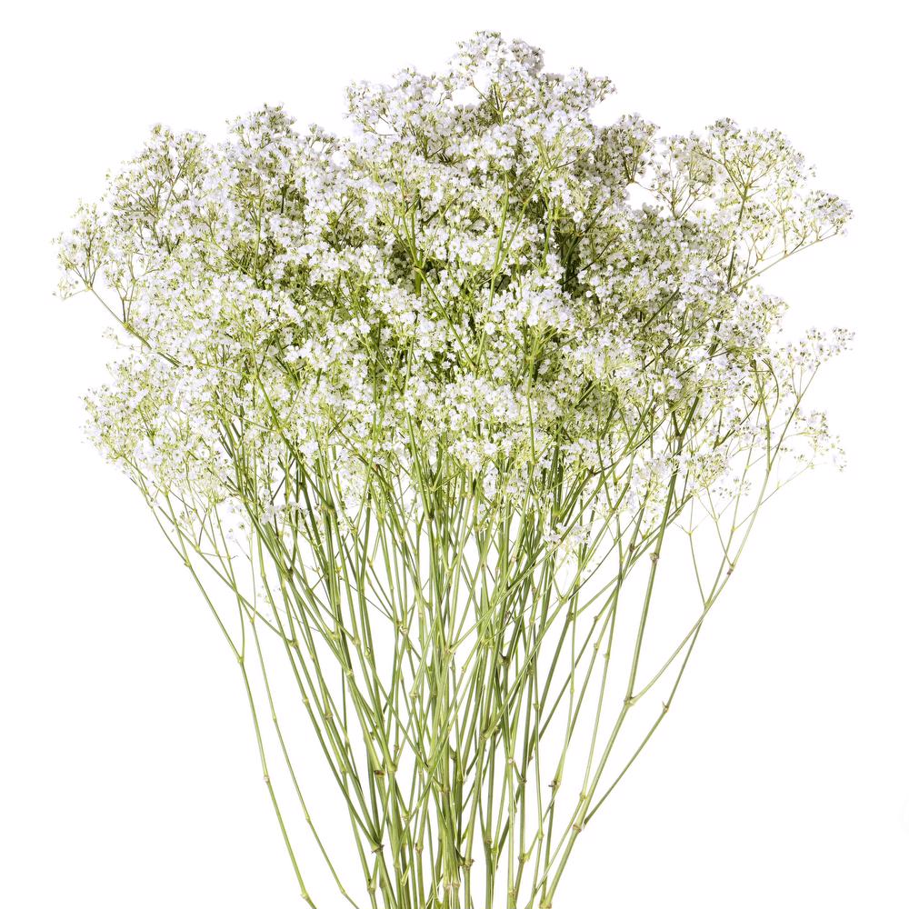 Gyp Small Bloom - 10 stem bunch