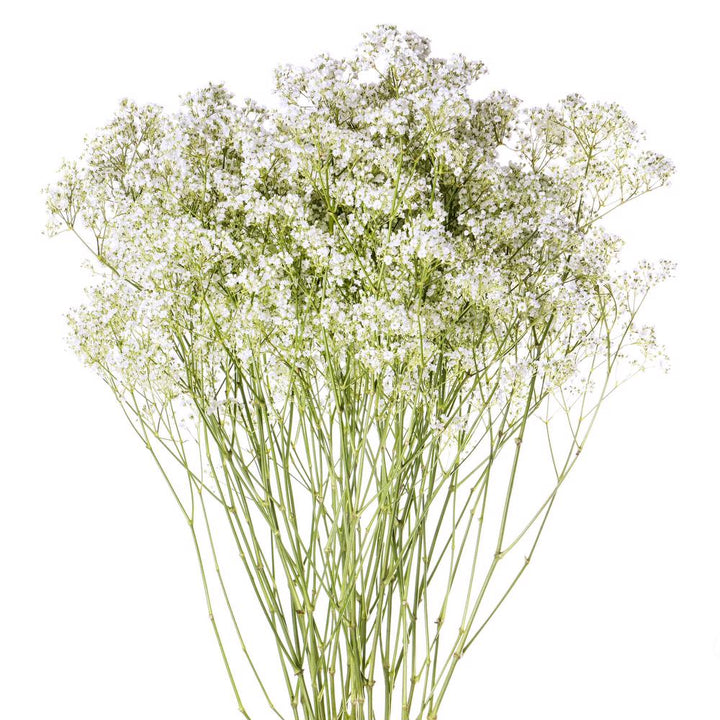 Gyp Small Bloom - 10 stem bunch