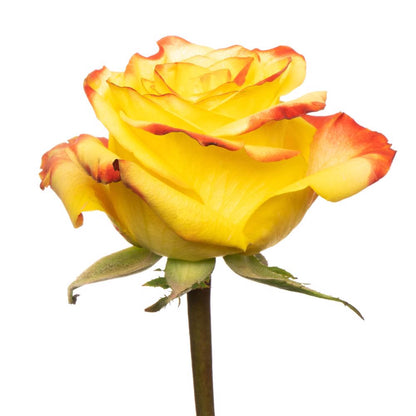 High and Yellow Magic - 25 stem bunch