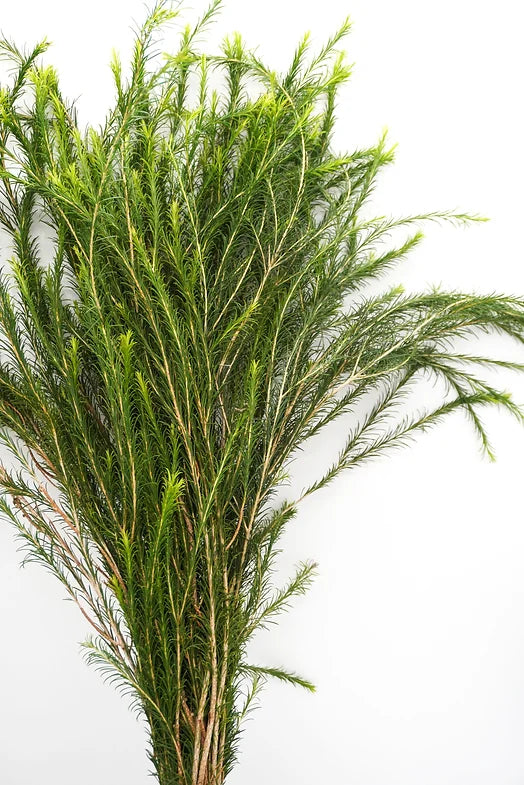 Honey Bracelet - 10 stem bunch