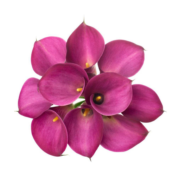 Mini Calla Lillies Hot Pink - 10 stem bunch