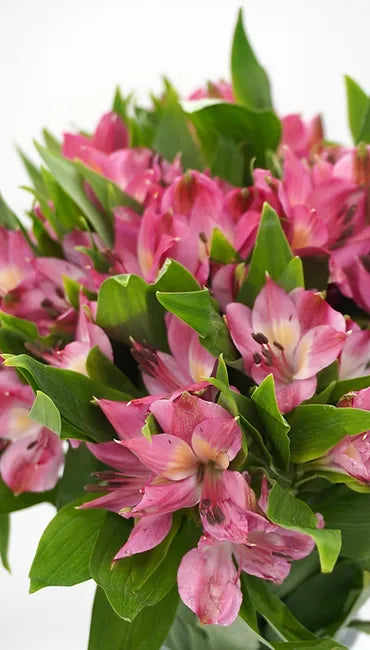 Alstroemeria Hot Pink - 10 stem bunch