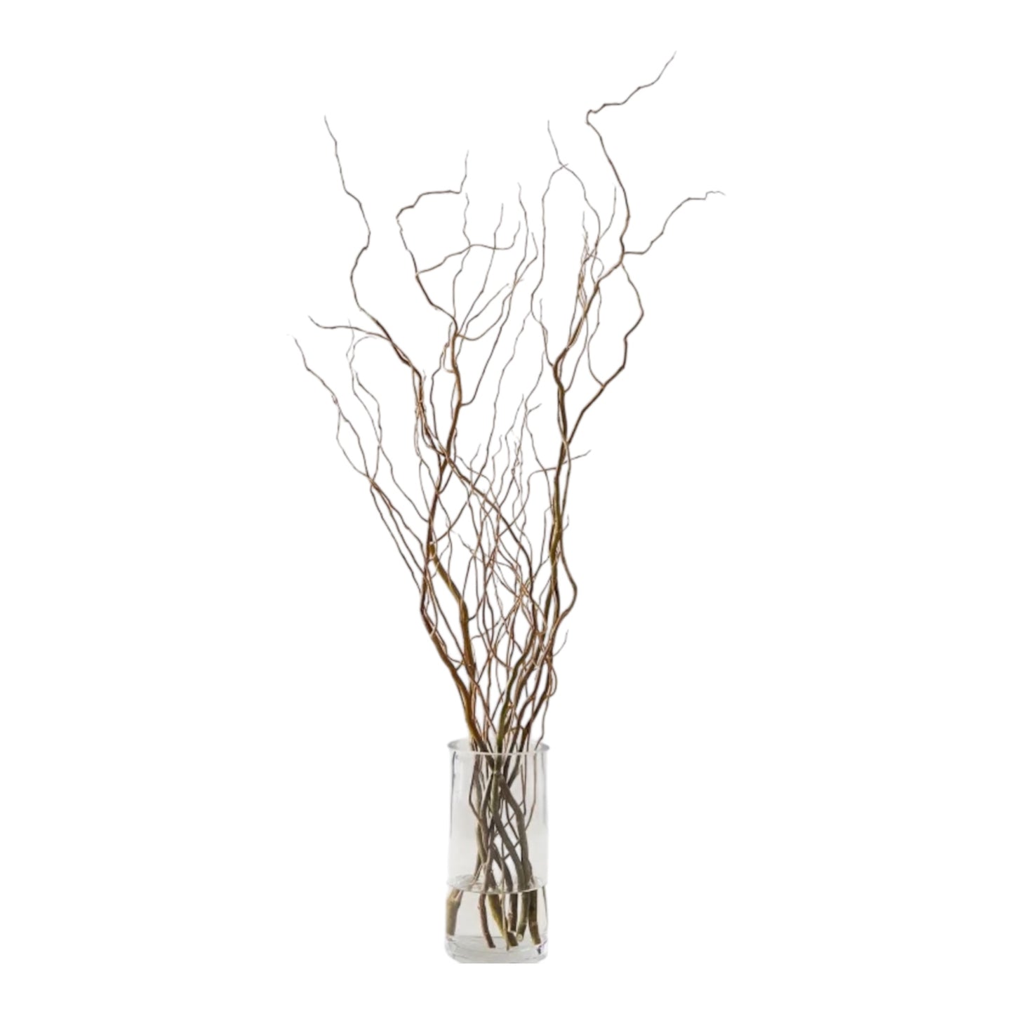 Curly Willow