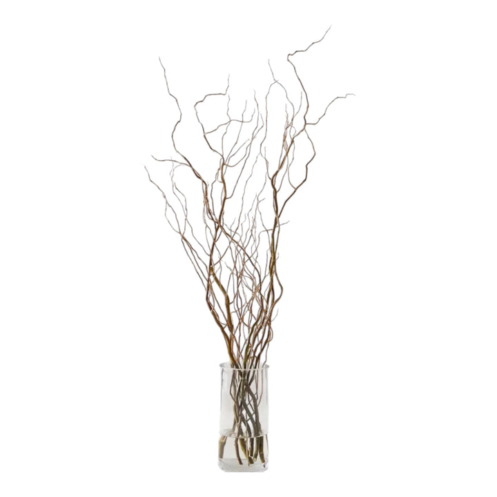 Curly Willow