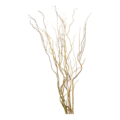 Curly Willow