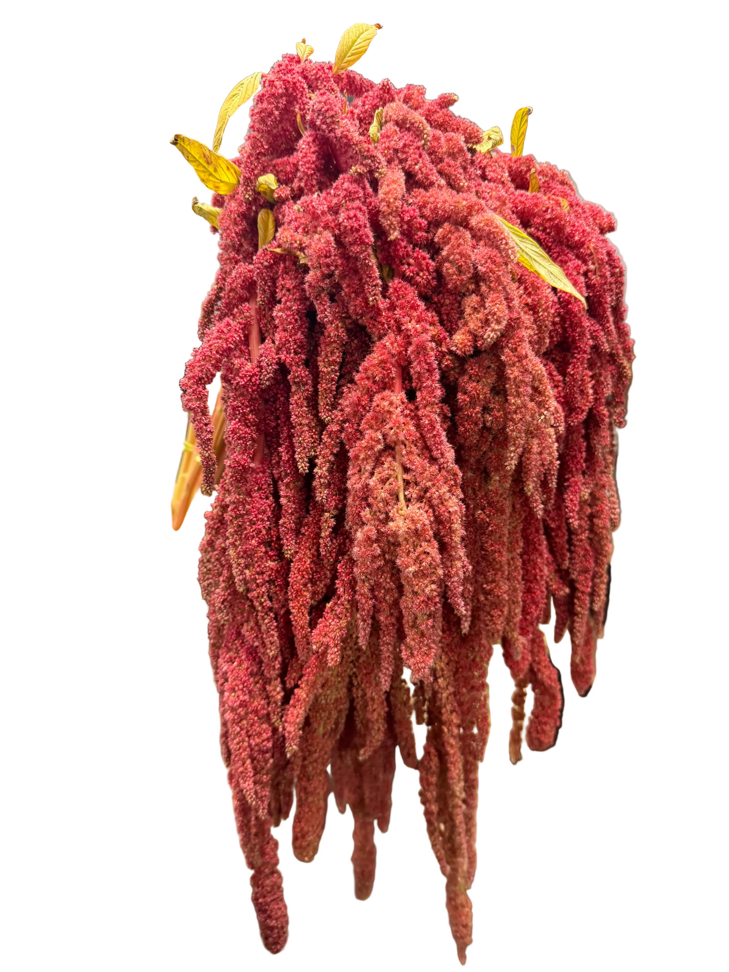 Amaranths Red hanging