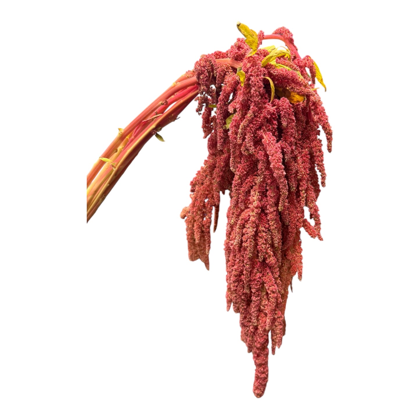 Amaranths Red hanging
