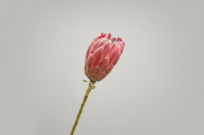 Pink Ice Protea - 5 stem