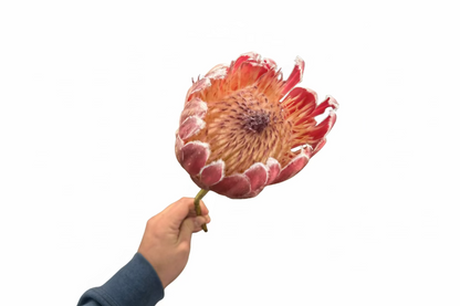 Pink Ice Protea - 5 stem