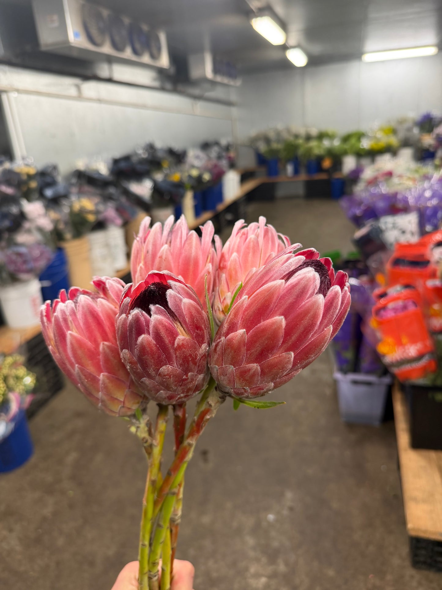Pink Ice Protea - 5 stem