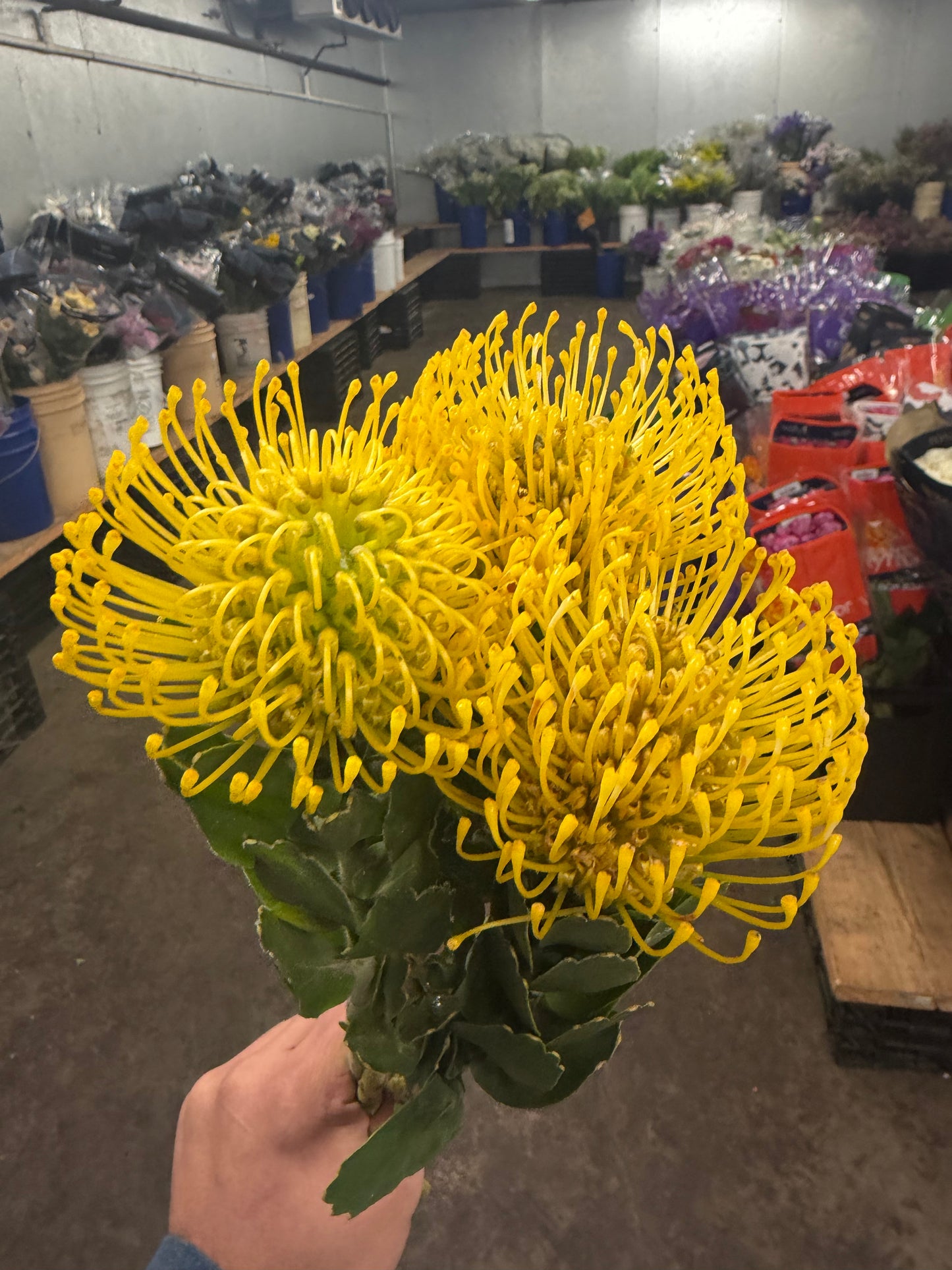 Pin Cushion Protea Yellow - 5 stem