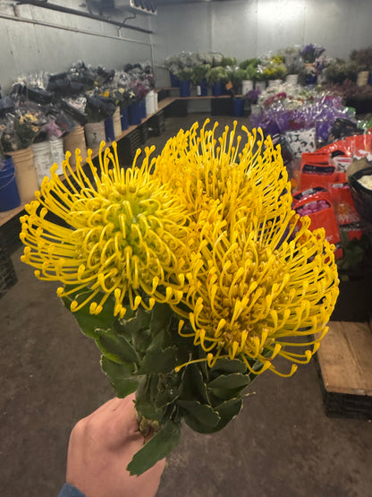 Pin Cushion Protea Yellow - 5 stem