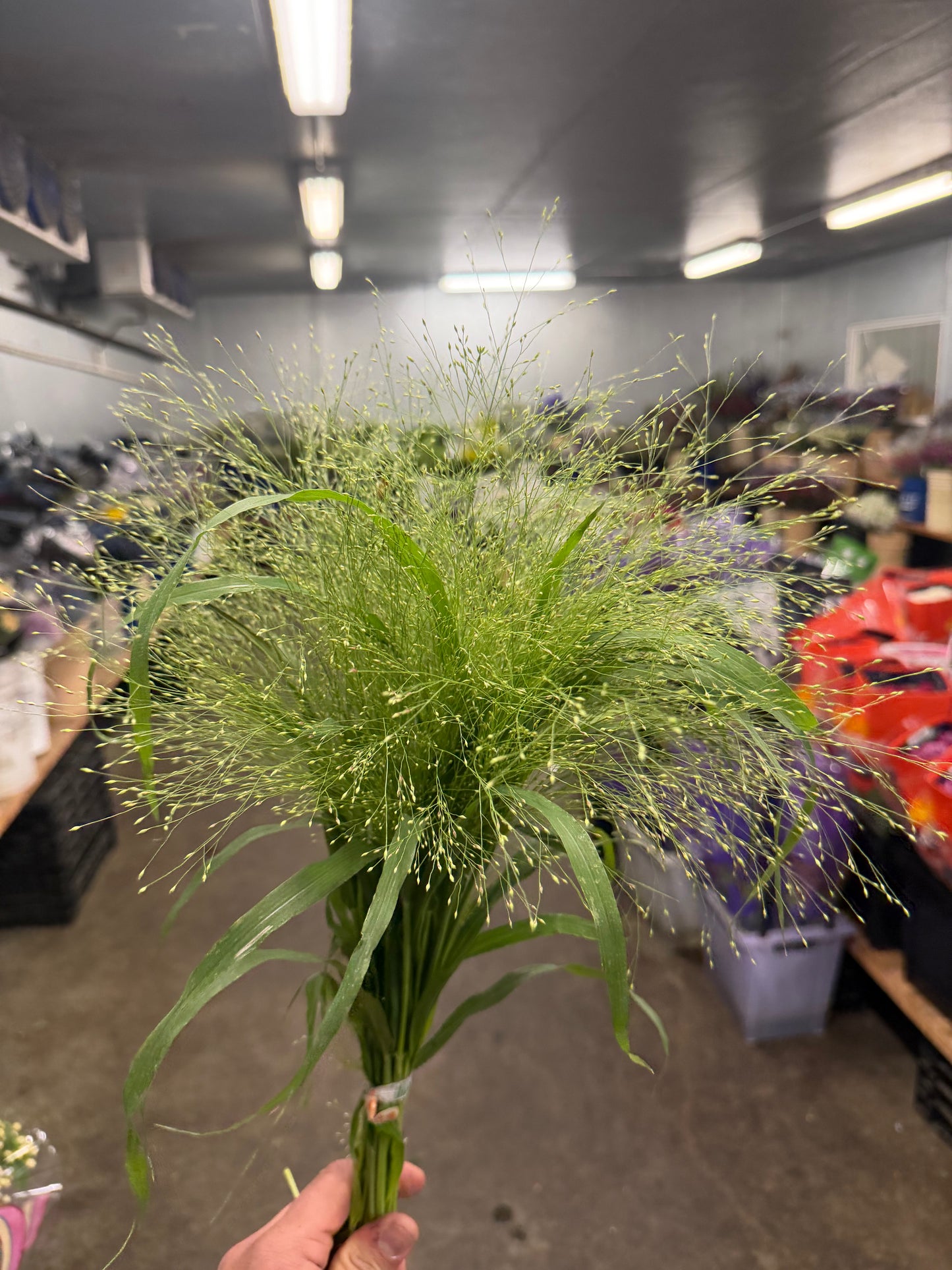 Explosion Grass - 10 stem bunch