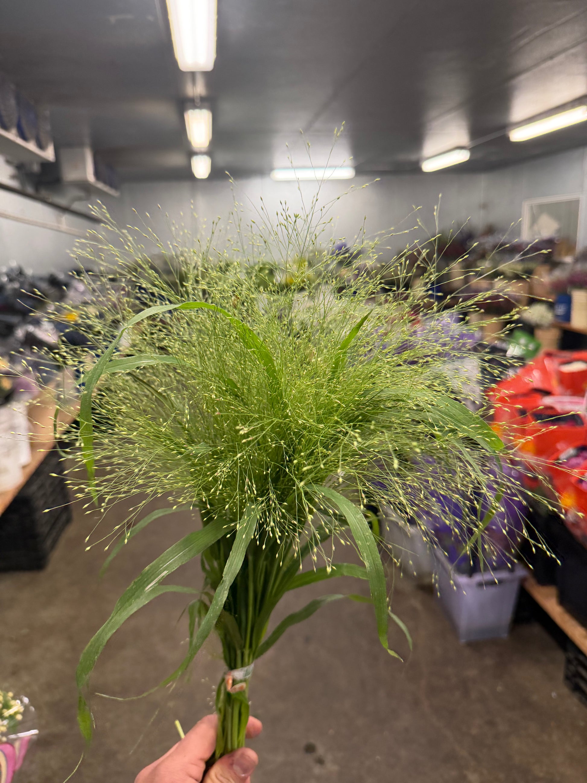 Explosion Grass - 10 stem bunch