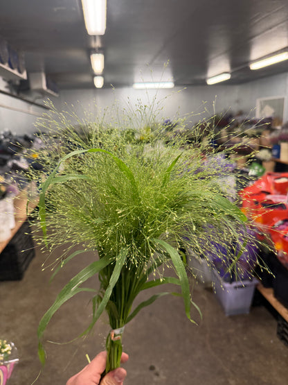 Explosion Grass - 10 stem bunch