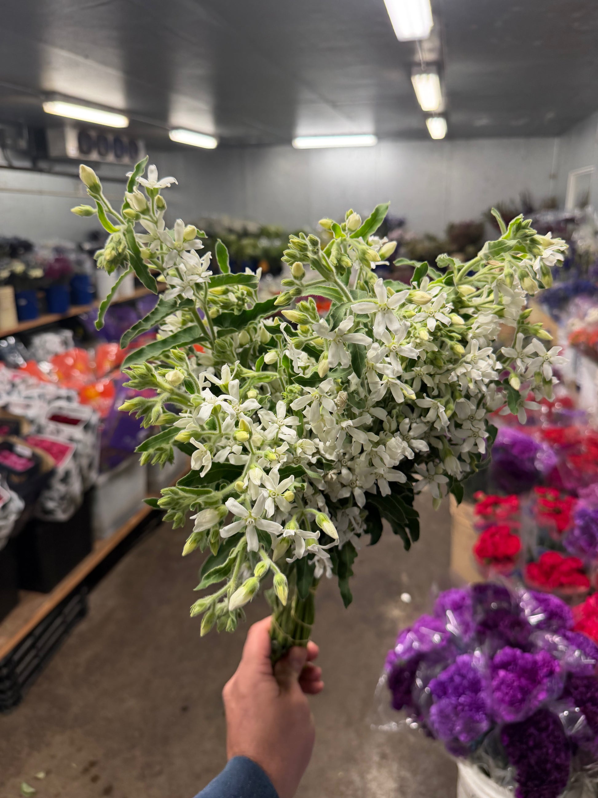 Tweedia White - 10 stem bunch