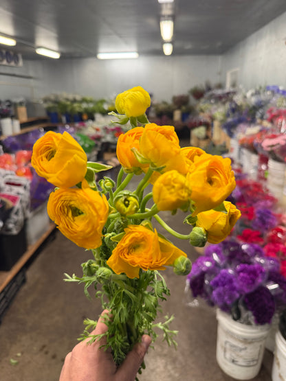 Ranunculus Yellow - 10 stem bunch