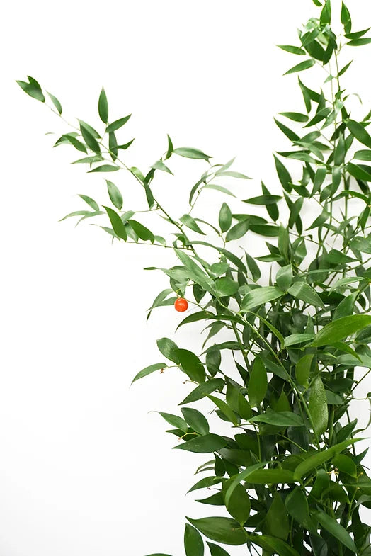 Italian Ruscus - 6 stem bunch