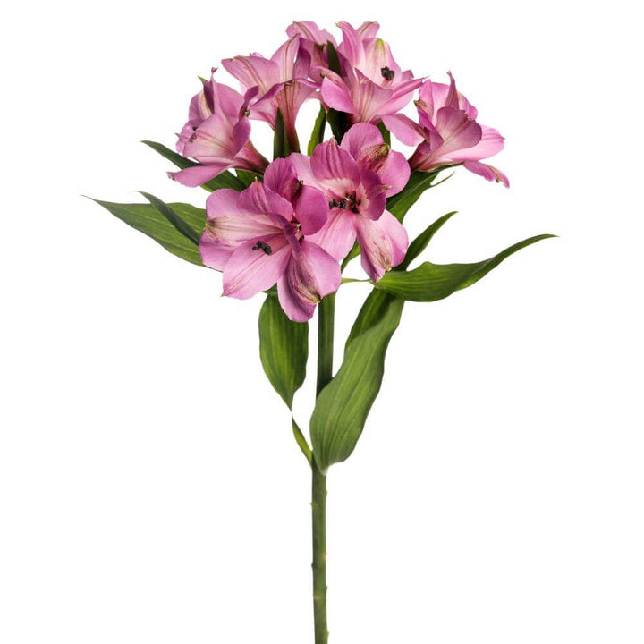Alstroemeria - Lavender - 10 stem bunch