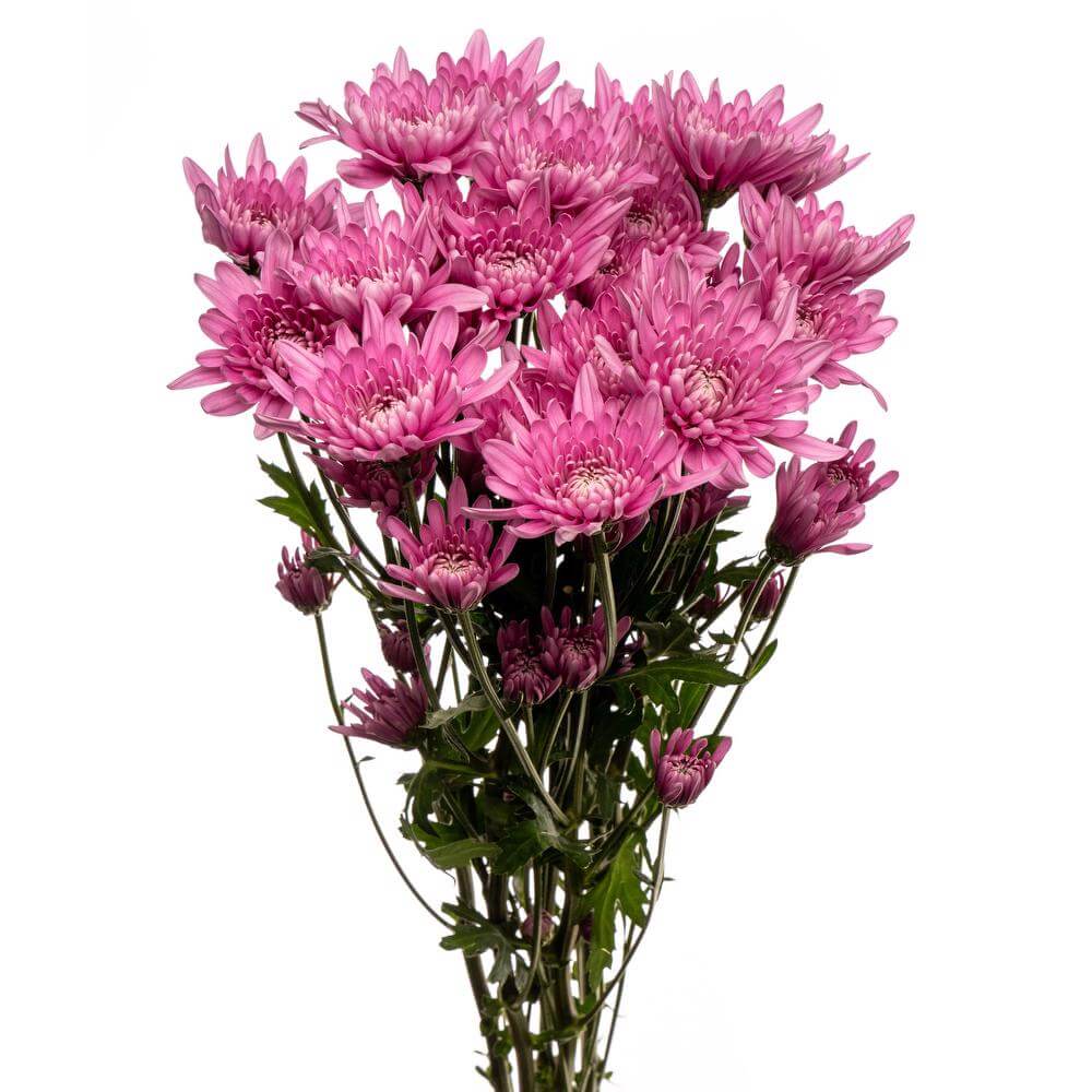 Lavender Cushion Pom - 7 stem bunch