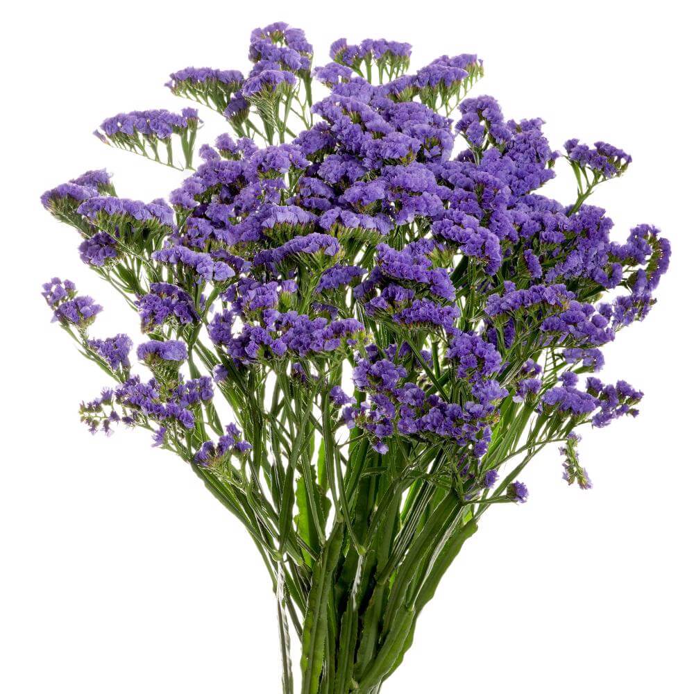 Statice Lavender - 10 stem bunch – Skyline Flowers