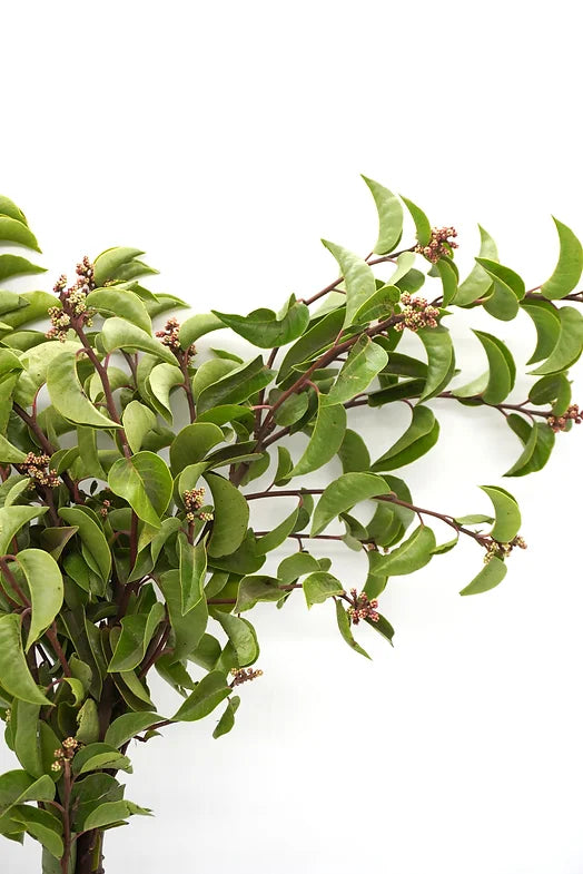 Lemondae Sumac - 10 stem bunch