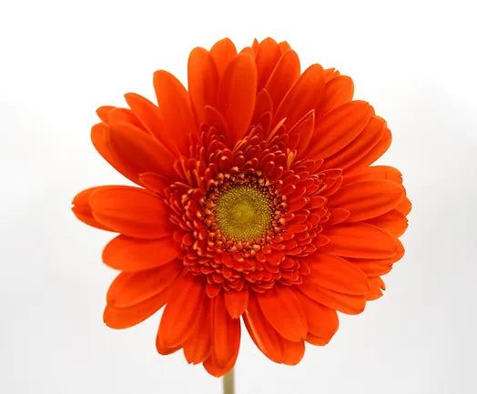 Gerbera Orange - 10 stem bunch