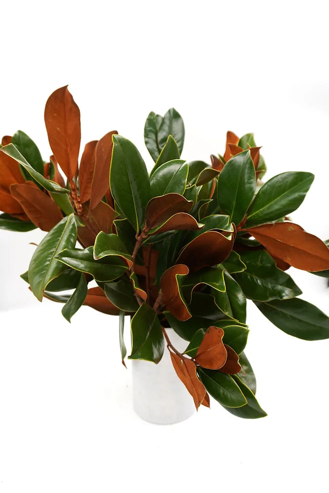 Magnolia - 5 stem bunch