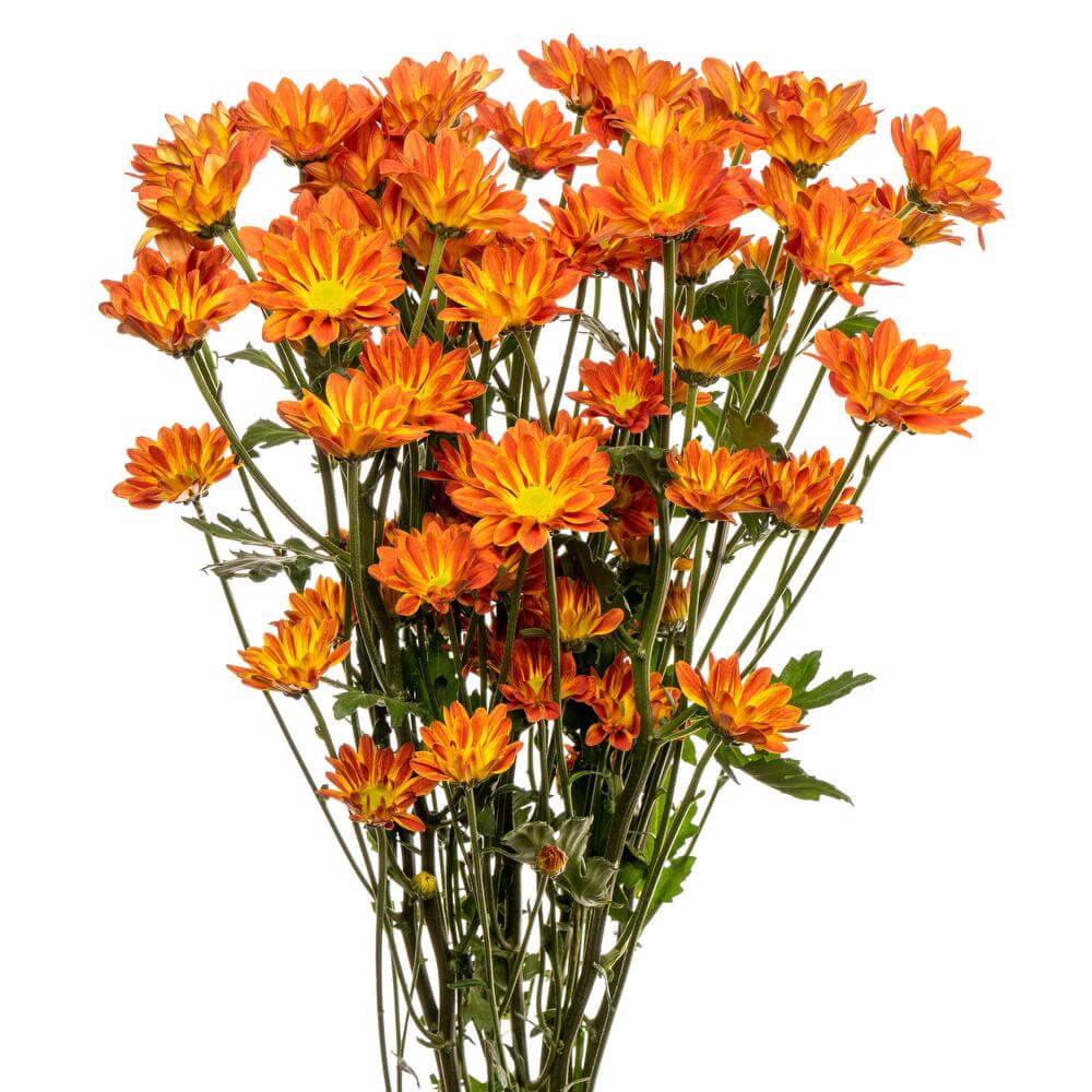 Maite Daisy Pom - 7 stem bunch