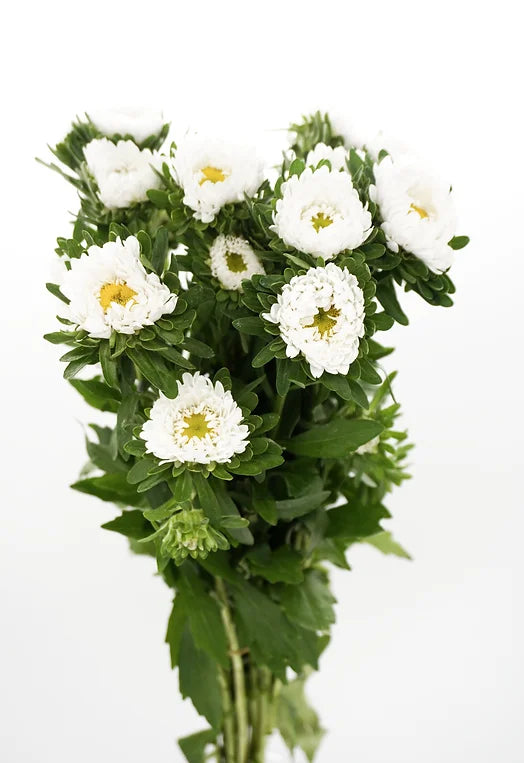 Matsumoto White - 10 stem bunch