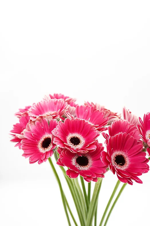 Micro Gerbera daisy Pink - 15 stem bunch
