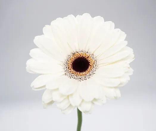 Mini Gerbera White - 10 stem bunch