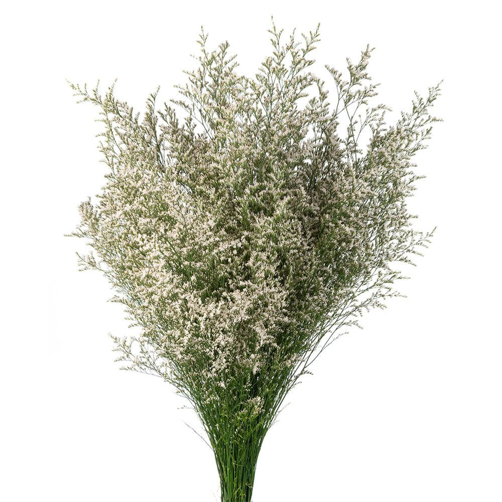 Misty White - 6 stem bunch