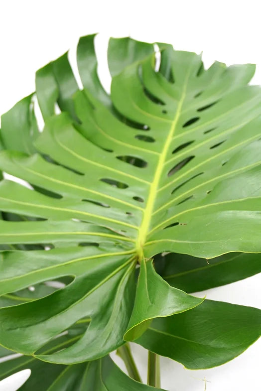 Monstera - 5 stem bunch