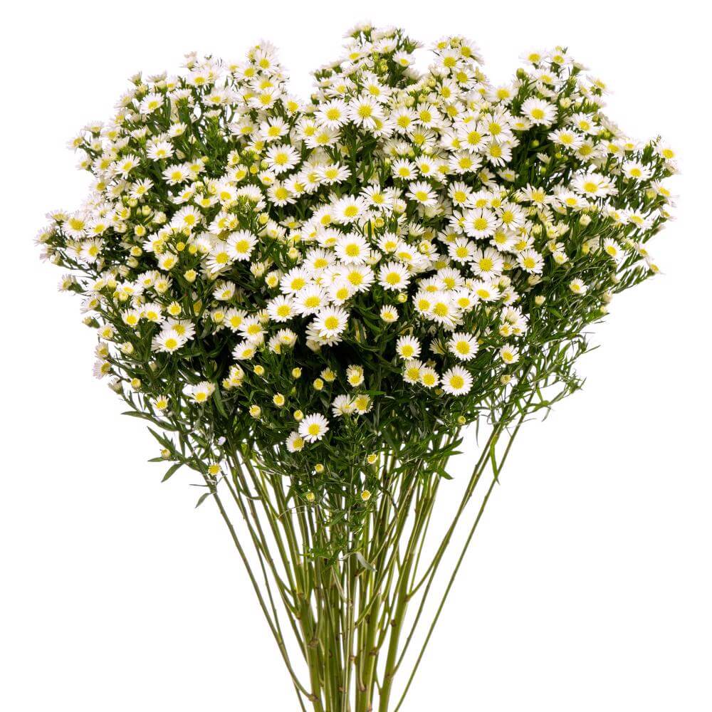 Monte White Mardigras - 10 stem bunch