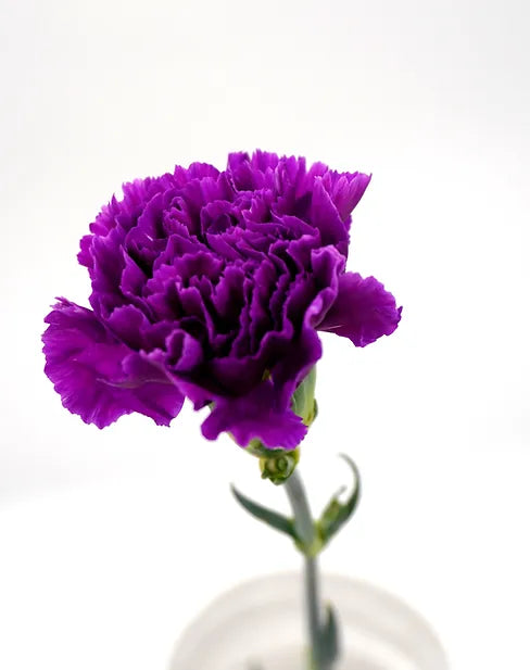 Moon Carnation - 20 stem bunch – Skyline Flowers