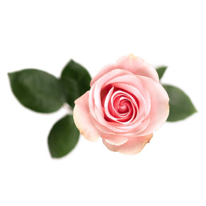 Novia - 25 stem bunch