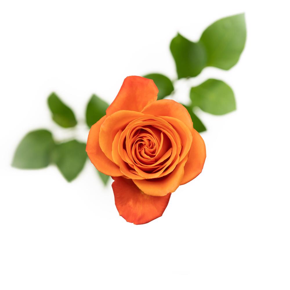 Orange Crush - 25 stem bunch
